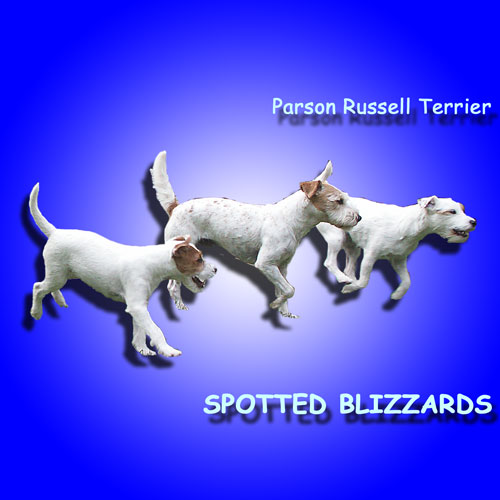 Parson Russell Terrier SPOTTED BLIZZARDS